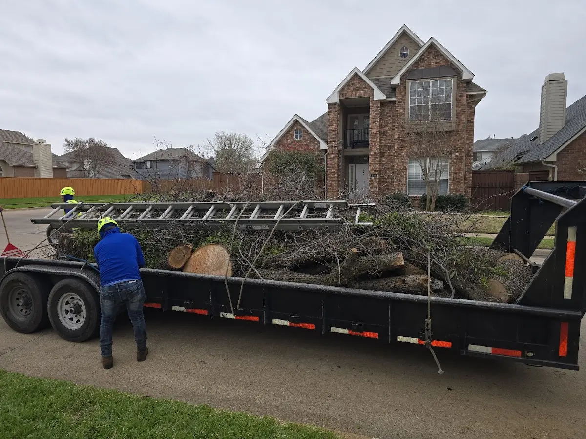 Expert Tree Removal with proper safety equipment in Haviland